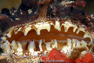 Atlantic Thorny Oyster with 100's of eyes by Suzan Meldonian 